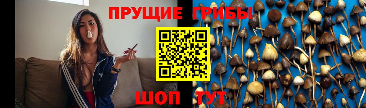 Галлюциногенные грибы Psilocybe Тихорецк